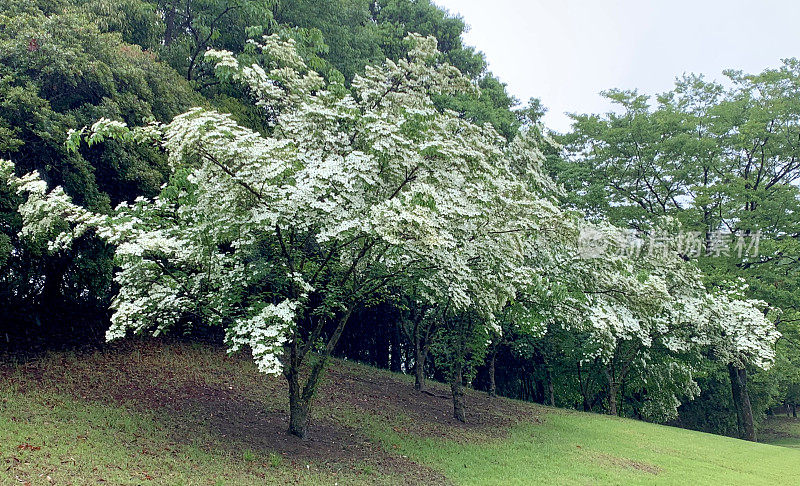 山茱萸/日本山茱萸:美丽的开花植物